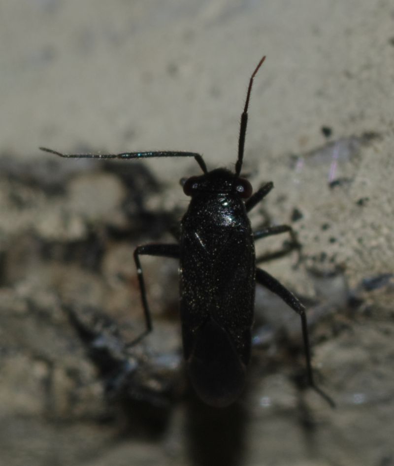 Miridae: Pachytomella sp. della Calabria (CS)